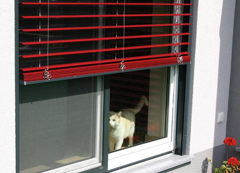 komarnik in rdeča zunanja žaluzija na oknu