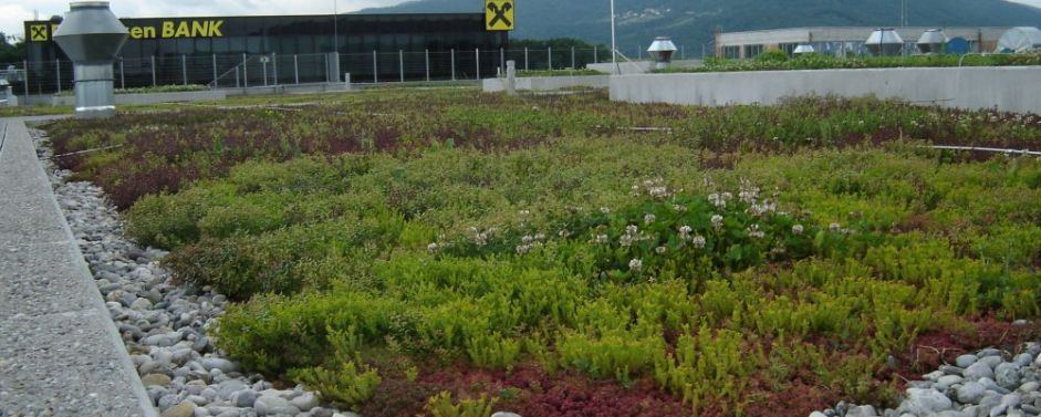 Izdelava ekstenzivnih zelenih streh