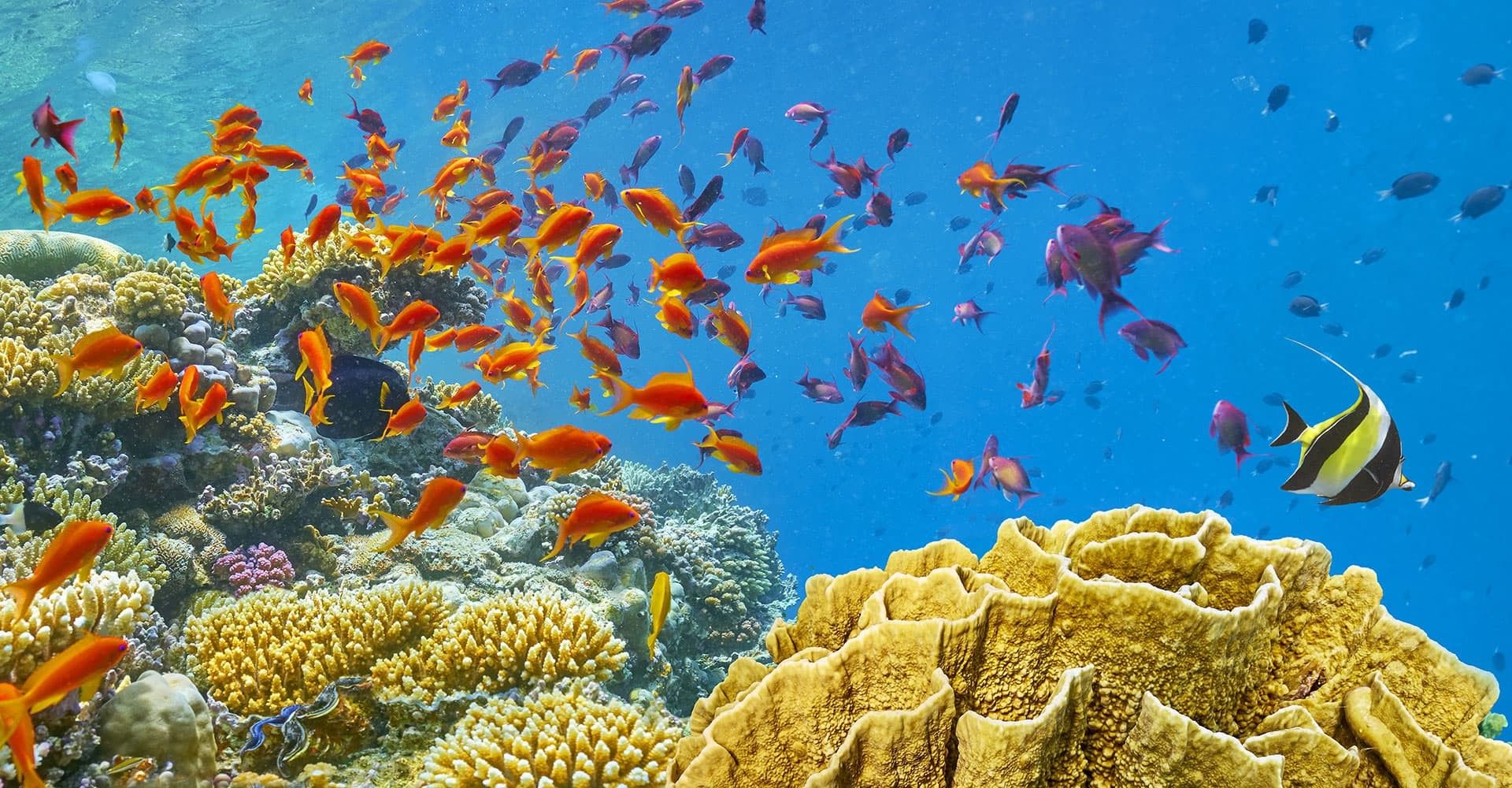 Počitnice v Egiptu in ogled podvodnega sveta